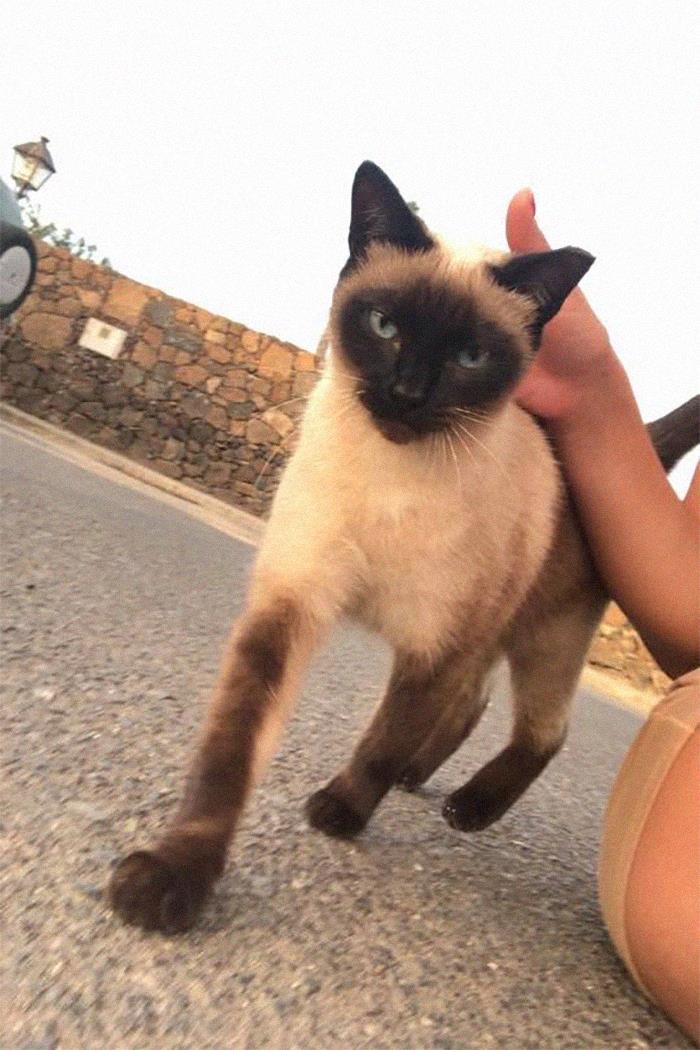 Met This Little Cutie On A Stroll Home From The Beach