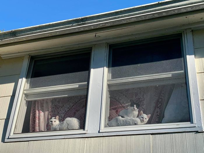 New Neighbors In My Apartment Complex! Nearly Cried Tears Of Joy This Morning