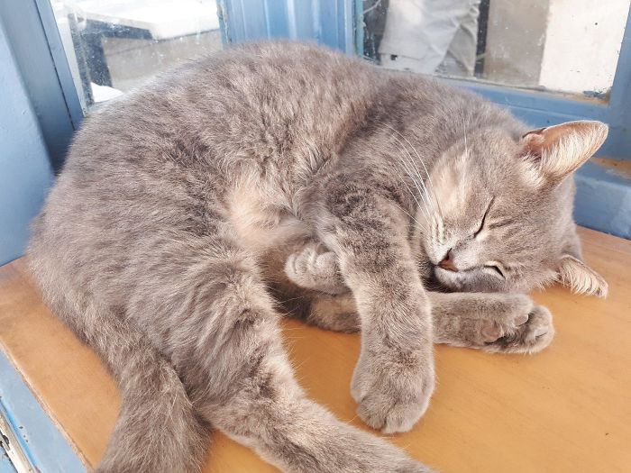 Mitzi Is A Cat Who Hangs Out At The Gate With The Security Guards In The University Where I Work/Study. But In Hebrew, "Mitz" Means Juice. So Whenever The Students Make A Post About The Cat, Facebook Translate Turns Her Name Into "Security Juice." Meet Security Juice. She's A Fluffer Who Enjoys Pets