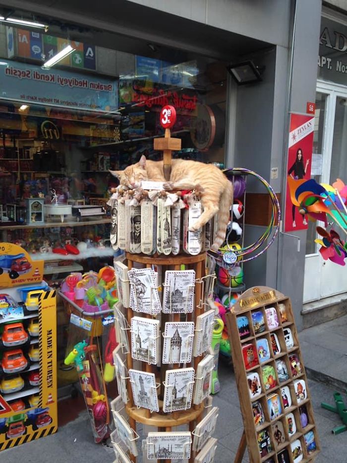 Ensuring No Bookmarks Are Stolen On His Watch