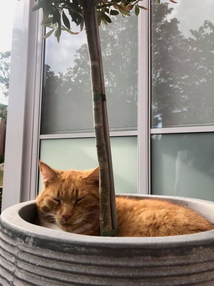 Spotted: Ginger Soil, Super Rare Swedish Phenomenon. A Little Reluctant To Pets, But Overally 11/10