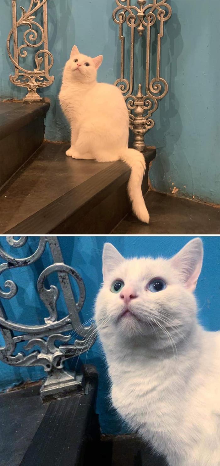 My Stairs. Not My Cat. The Eyes