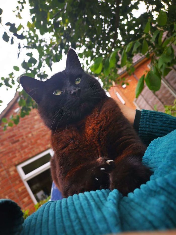 My Chest, Not My Cat! Spotted This Beautiful Big Guy In My Dad's Garden A Few Days Ago