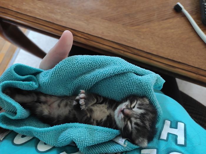 Caught This Little One At A Local Farm Today Waited For Feral Mama To Come Back And She Wouldn't :(. Feeding Her And Then Transporting Her To A Rescue With A Nursing Mama Kitty And Round The Clock Care