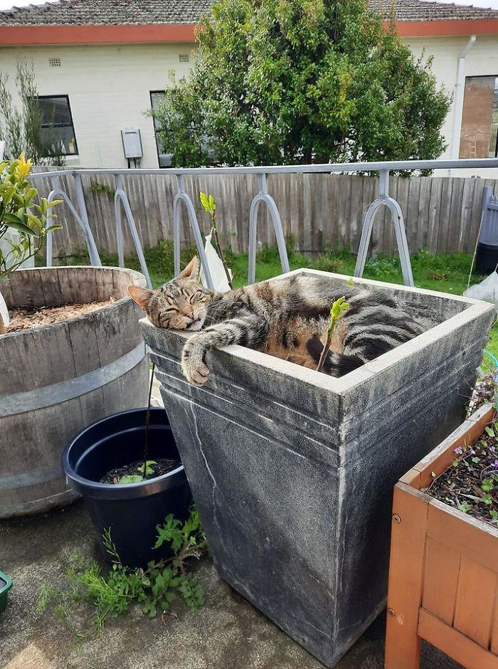 My Front Deck. Not My Cat. I Like Her Snaggle-Tooth Grin