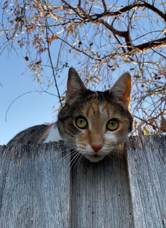 Met This Extremely Loving Cherub Out On My Little Walk Today
