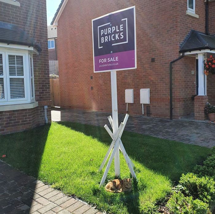 Cat Has Property, If You Has Coin? 100% Would Buy