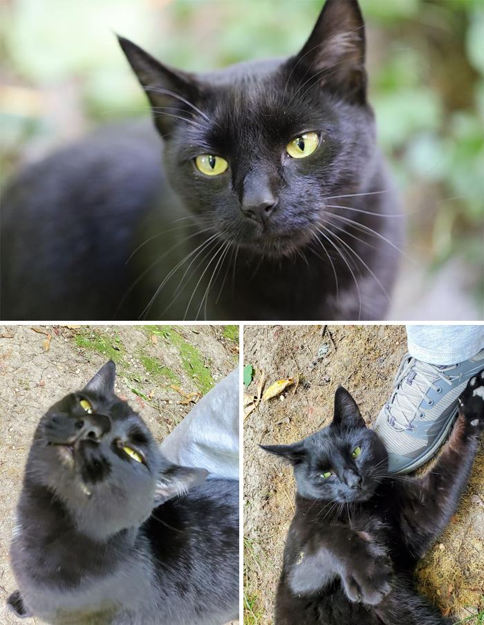 I Found This Cutie In My Backyard. He Proceeded To Attack My Shoes With Those Murder Mittens And Then Pull Down My Too Big Sweatpants Trying To Climb Up My Leg For More Pets. Would Totally Pet Again With Pants That Can't Fall Down. 10/10