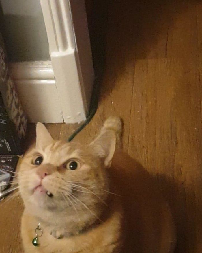 Not My House. Not My Cat. He Wanders In And Makes Himself At Home, Fights The Dog Occasionally. Nicknamed Dave.