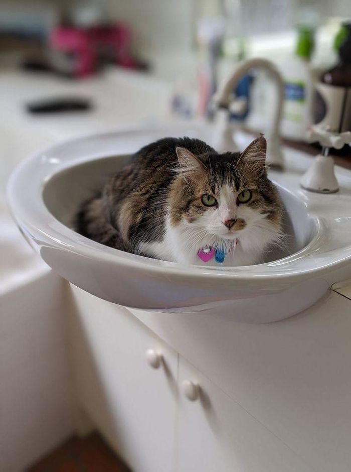 *my Bathroom, Not My Cat* We Left The Garden Door Open And Juno (A Neighbour Cat) Snuck In And Made Herself At Home - Who Could Be Mad At That Face!!?