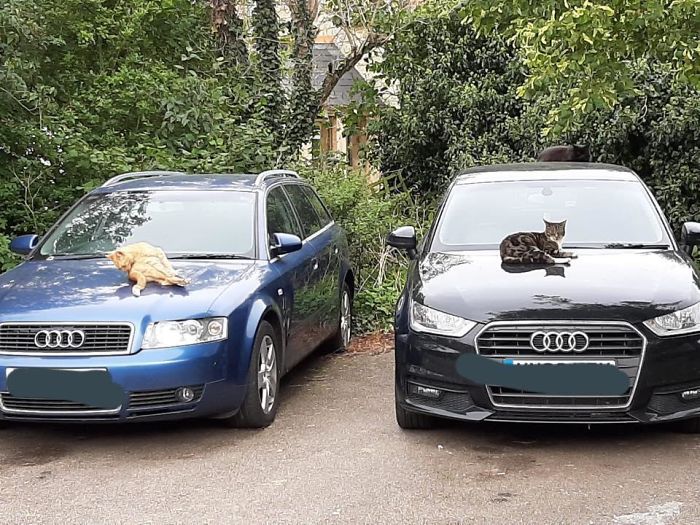 Proxy Spot For A Friend In Stony Stratford UK. Three Beauties Hanging Out Together, One Well Camouflaged!