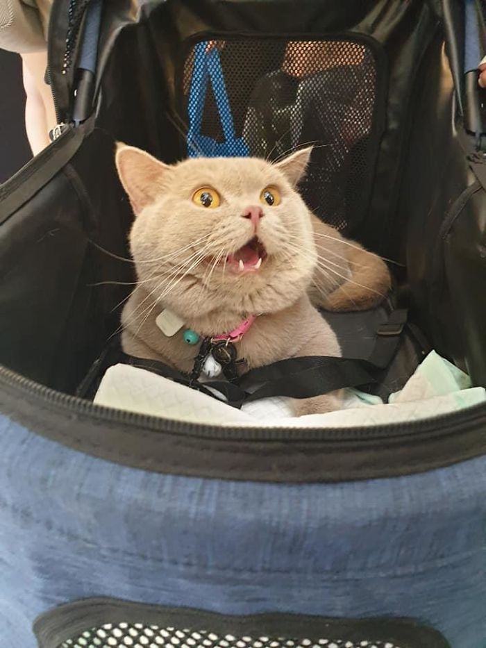Spotted This Chonky Cutie At My Local Market. He's Friendly But Very Alert