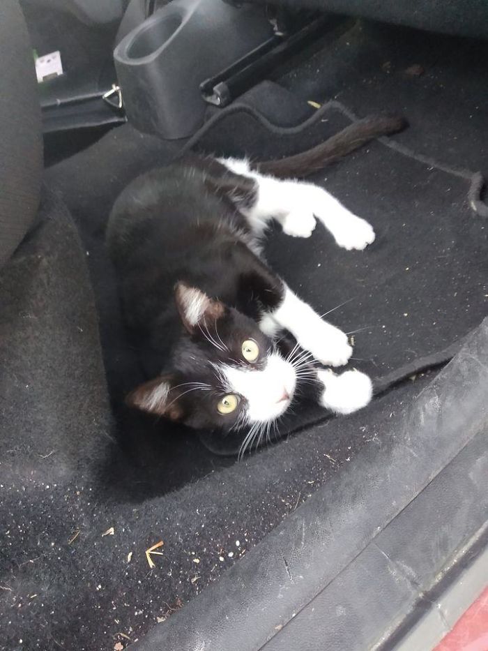 Jumped Into My Car When I Was On A Bnb Talking To The Owner Of The Place. How Cute?