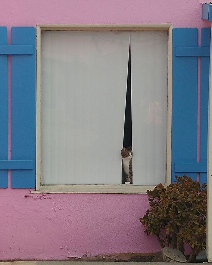 Spotted While Working Near Los Angeles Just Now. Took The Picture Just In Time - Kitty Bailed Right After. Updated With Second Picture In The Comments Because The Kitty Came Back And Looked At Me!