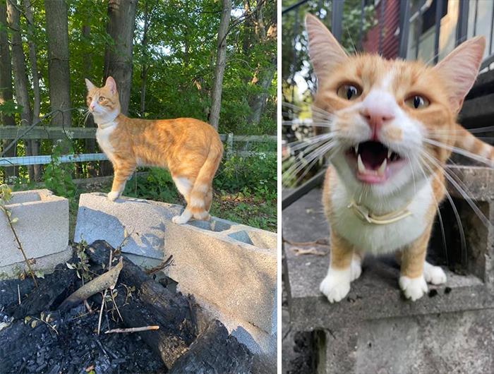 I Know It’s Gonna Be A Good Day When I Wake Up To The Neighborhood Kitty Outside My House