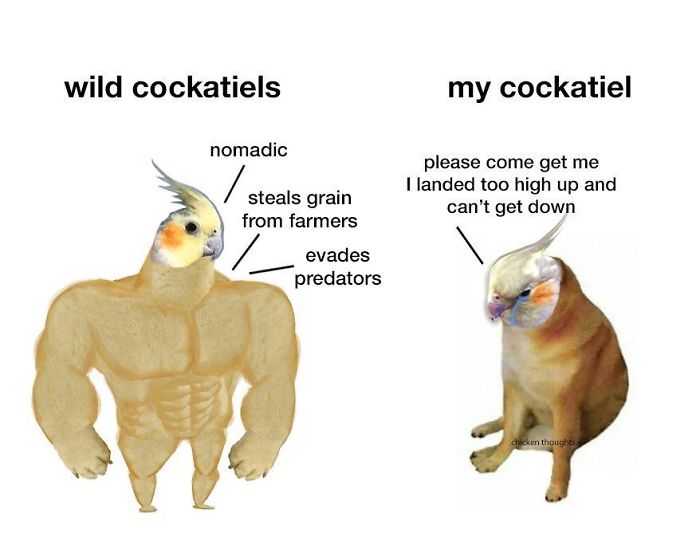 Chicken-Thoughts-Comics