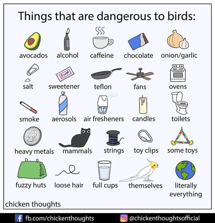 Chicken-Thoughts-Comics