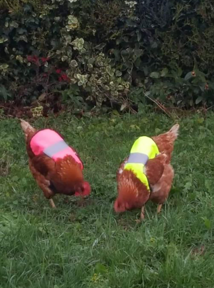 Man Grows Tired Of His Chickens Always Escaping The Coop So He Buys Them High-Visibility Vests Man Grows Tired Of His Chickens Always Escaping The Coop So He Buys Them High-Visibility Vests