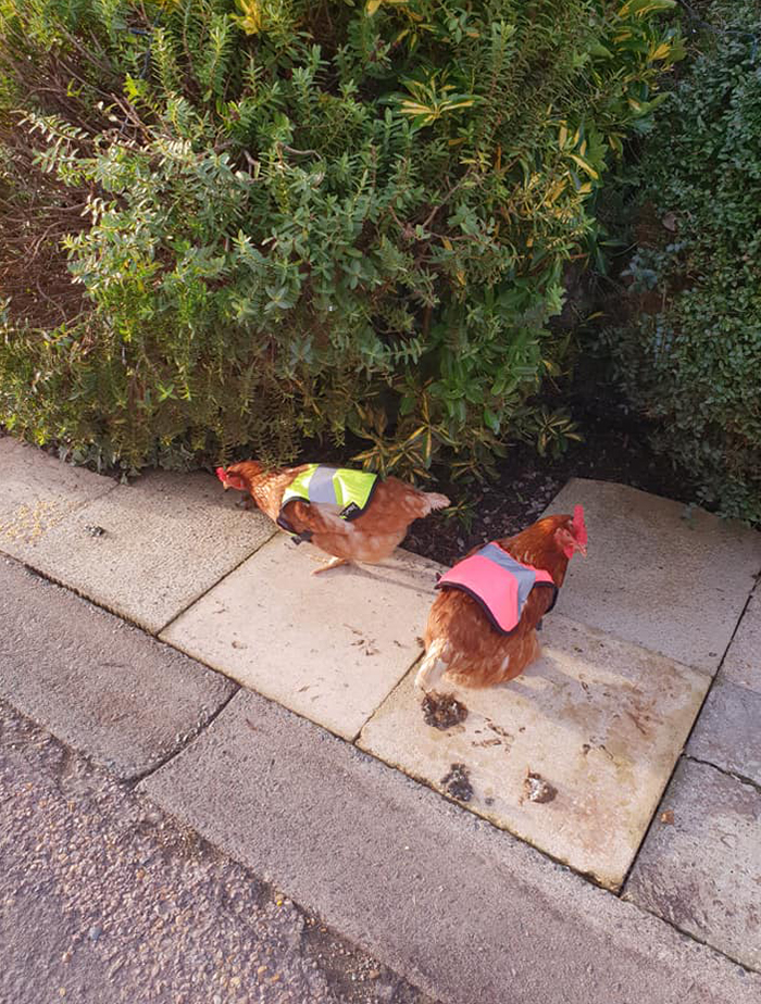 Man Grows Tired Of His Chickens Always Escaping The Coop So He Buys Them High-Visibility Vests Man Grows Tired Of His Chickens Always Escaping The Coop So He Buys Them High-Visibility Vests