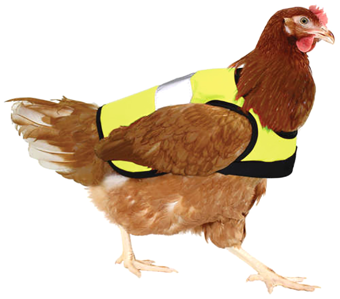 Man Grows Tired Of His Chickens Always Escaping The Coop So He Buys Them High-Visibility Vests Man Grows Tired Of His Chickens Always Escaping The Coop So He Buys Them High-Visibility Vests