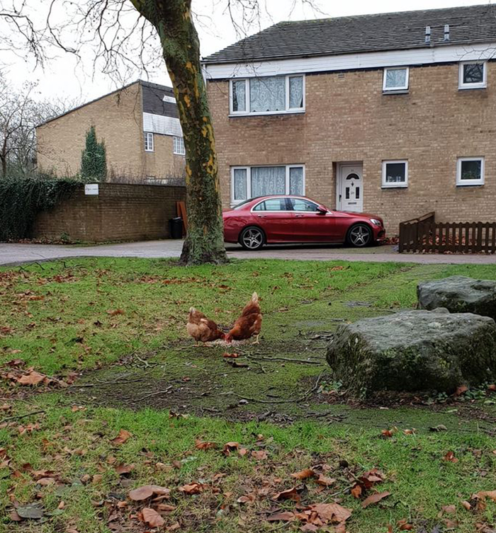 Man Grows Tired Of His Chickens Always Escaping The Coop So He Buys Them High-Visibility Vests Man Grows Tired Of His Chickens Always Escaping The Coop So He Buys Them High-Visibility Vests