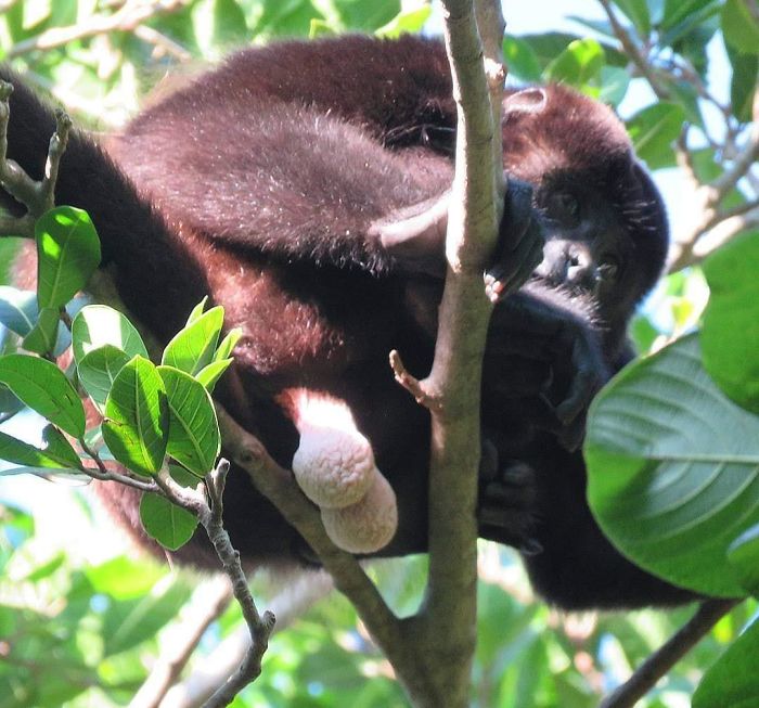 It Was My First Trip To Mexico. The First Time I Saw Monkeys In The Wild. I Was So Excited To Use My New Camera