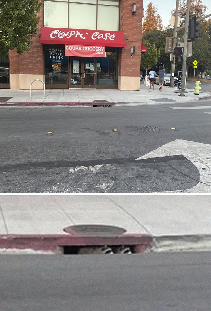 Had A Power Outage (Bay Area) And Had To Drive A Couple Cities Over To Grab Dinner. I Stopped At A Light And Was Trying To Figure Out Where I Was Going When I Saw These Lil Cuties Out Of The Corner Of My Eye. This Was The Only Picture I Could Get Before They Disappeared And The Light Turned Green