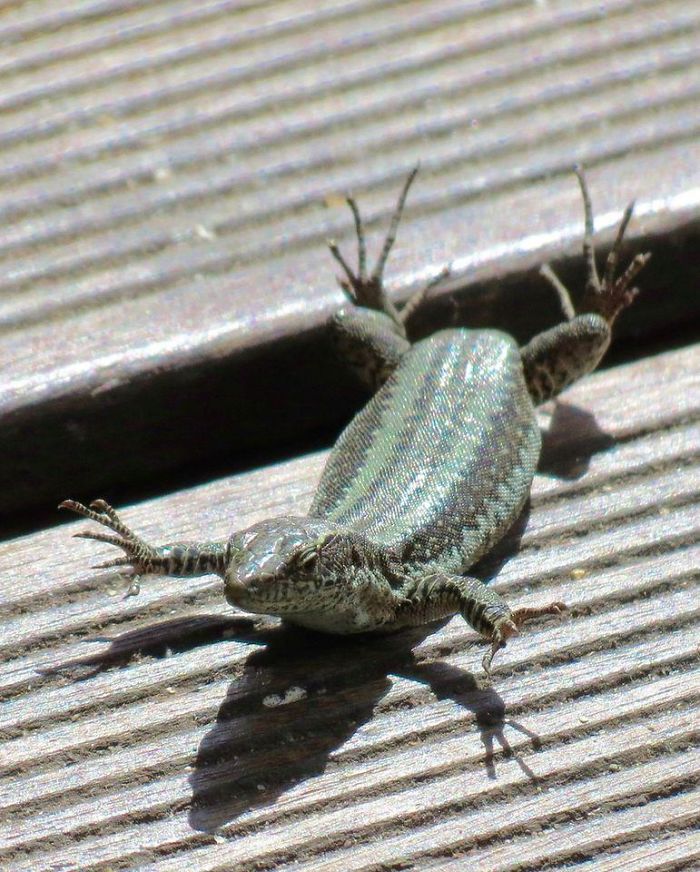 We Were Having A Beer On A Deck In Madeira And The Lizards Would Run Out And Immediately Pick Up Their Feet Because The Deck Was So Hot