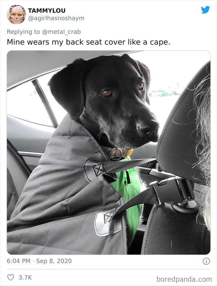 Funny-Dogs-Riding-Cars-Pics