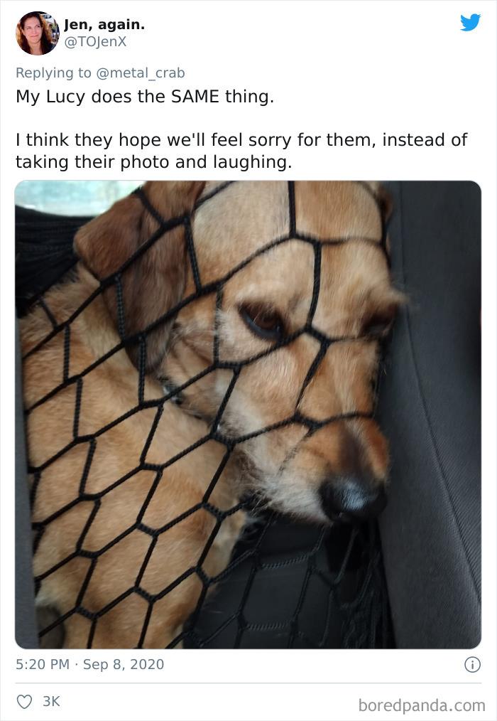 Funny-Dogs-Riding-Cars-Pics