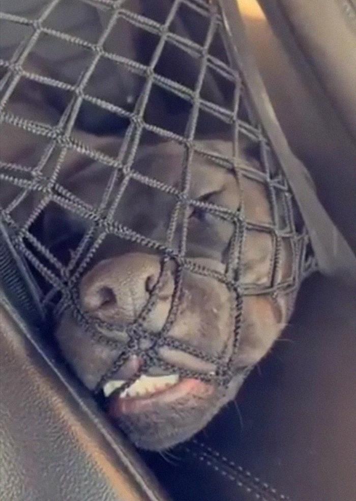 Funny-Dogs-Riding-Cars-Pics