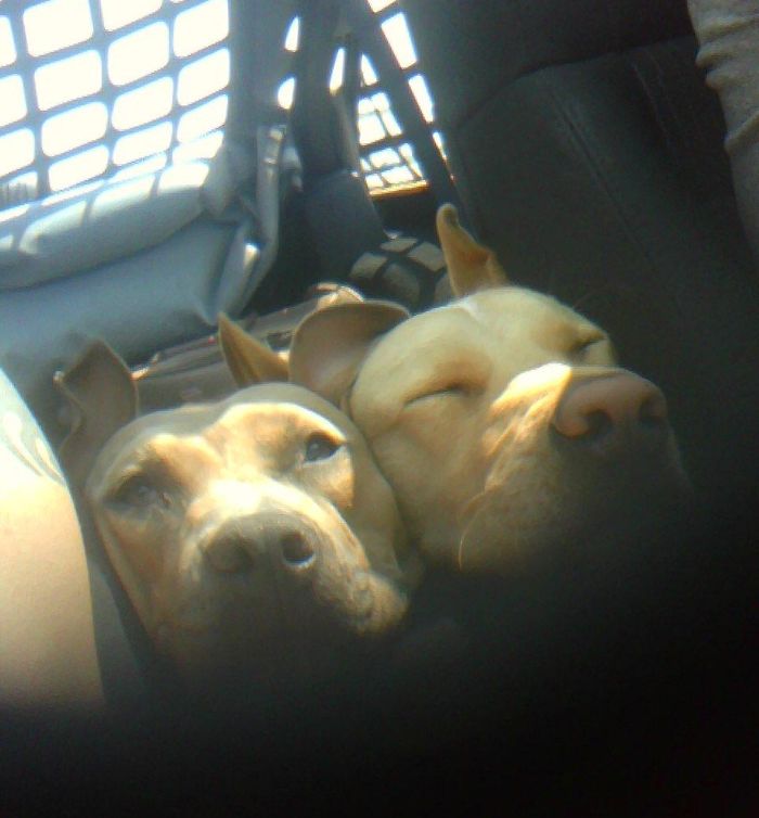 Funny-Dogs-Riding-Cars-Pics