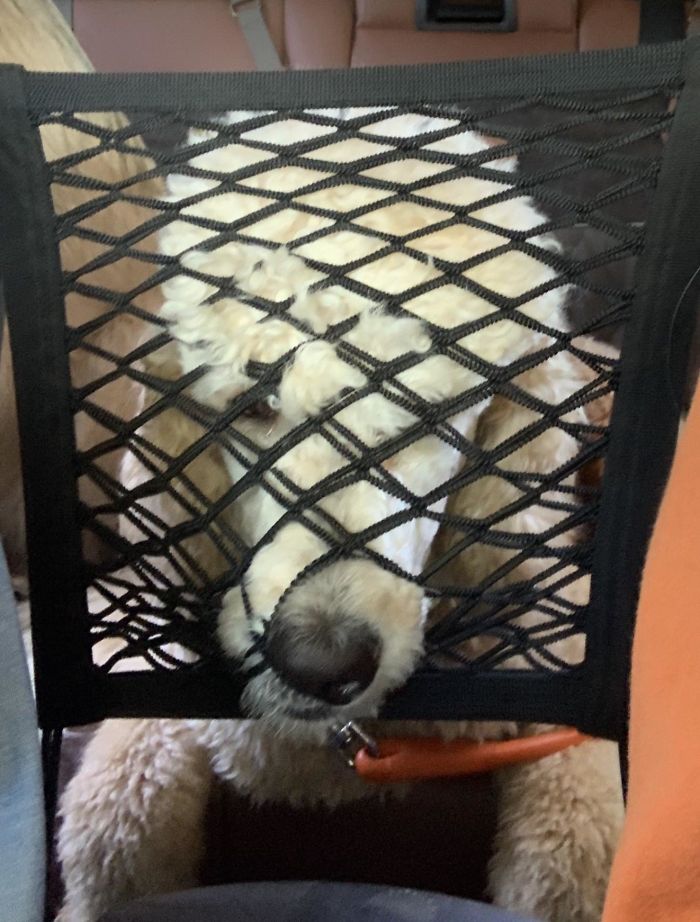 Funny-Dogs-Riding-Cars-Pics