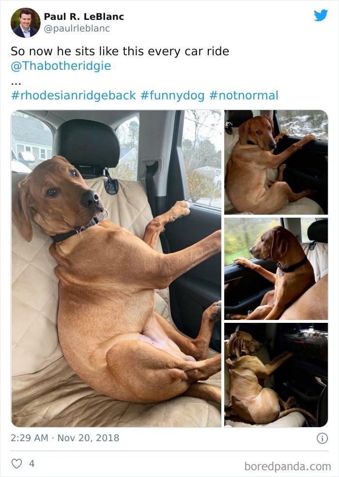 Funny-Dogs-Riding-Cars-Pics