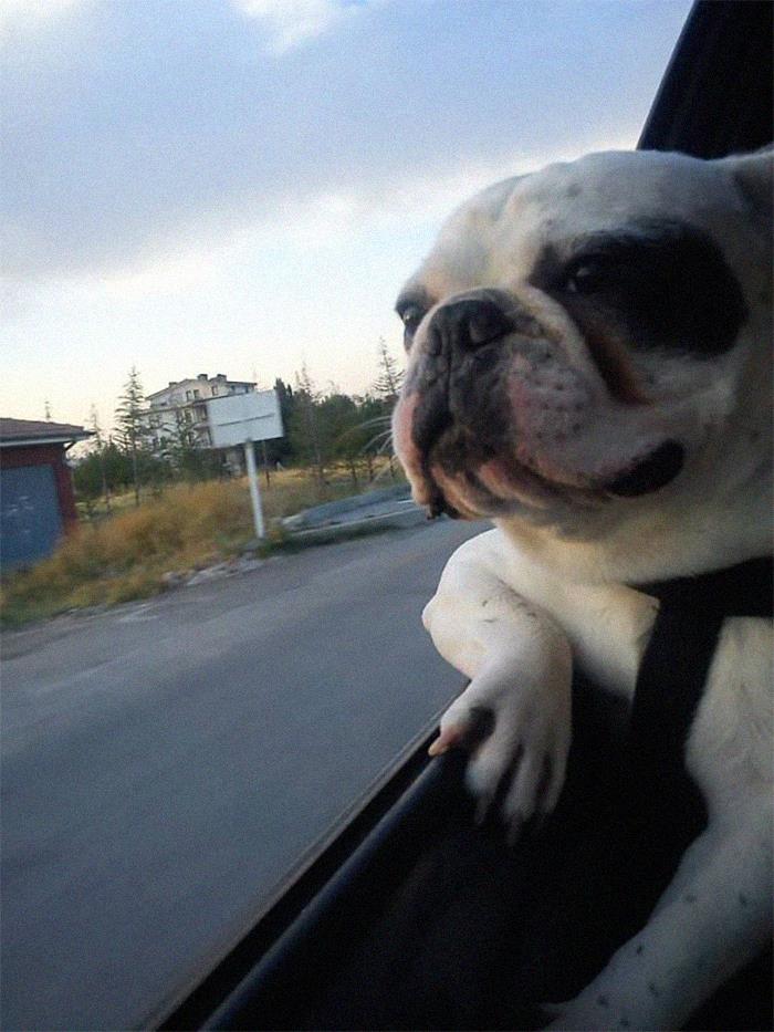 Funny-Dogs-Riding-Cars-Pics
