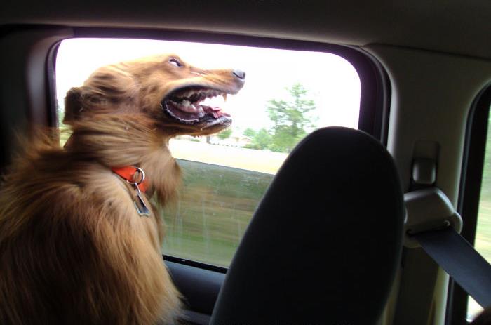 Funny-Dogs-Riding-Cars-Pics