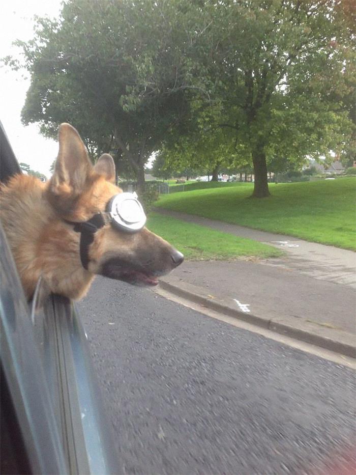 Funny-Dogs-Riding-Cars-Pics