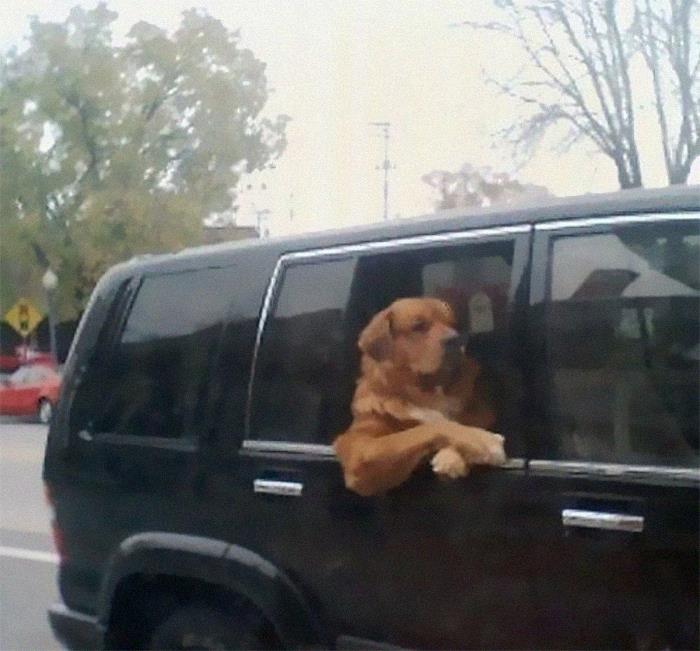 Funny-Dogs-Riding-Cars-Pics