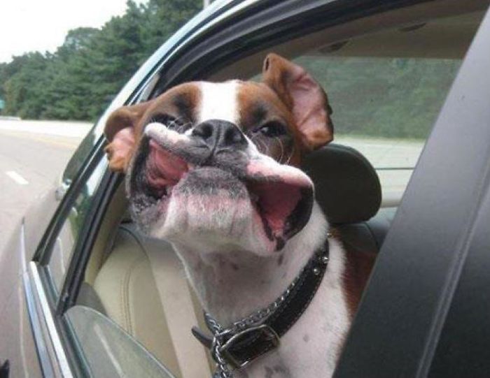 Funny-Dogs-Riding-Cars-Pics