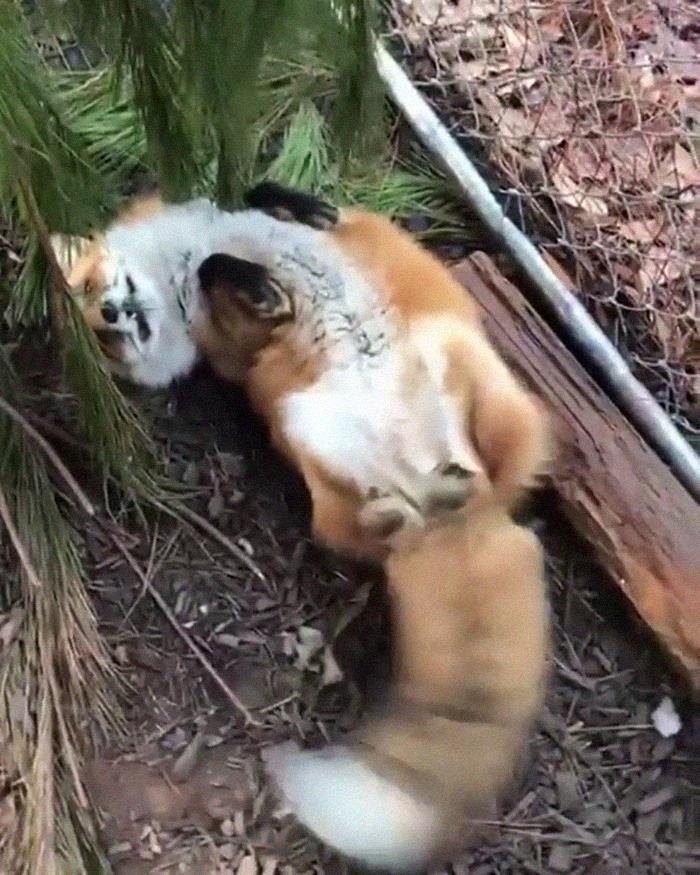 Juniper The Rescue Fox Seeing Her Human After A Couple Of Days Apart!