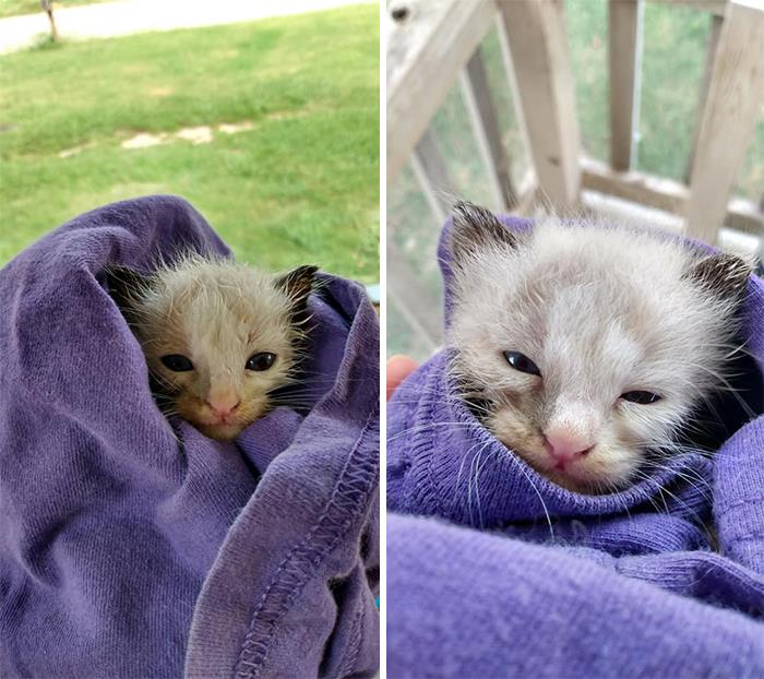 My Brother Spotted This Lil Baby In The Middle Of The Road So He Brought Her Over To Give Her A Bath. He Bought Some Kmr Since She Seems To Only Be Around 2 Weeks Old And Took Her Home