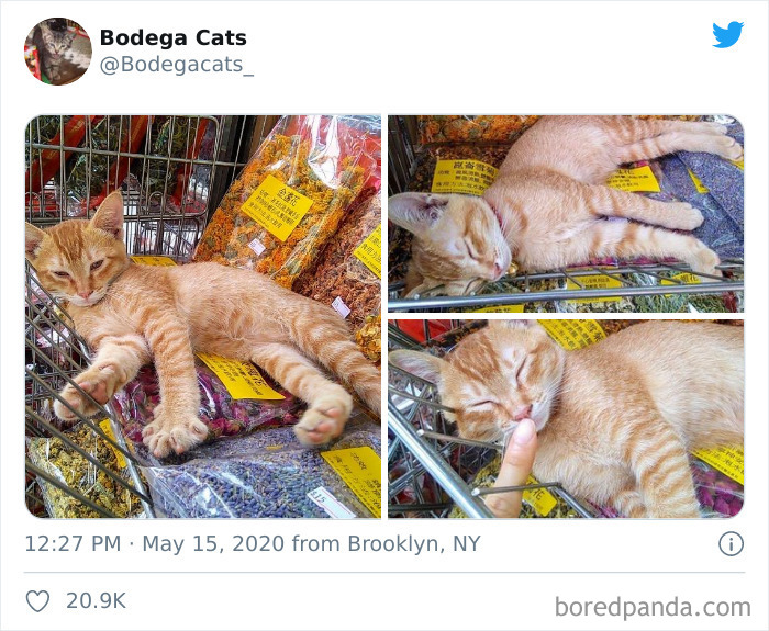 Bodega Cats