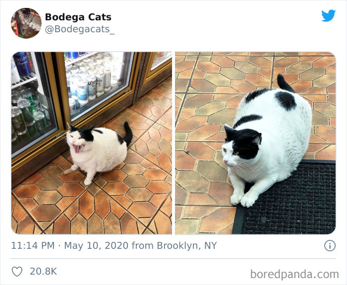 Bodega Cats