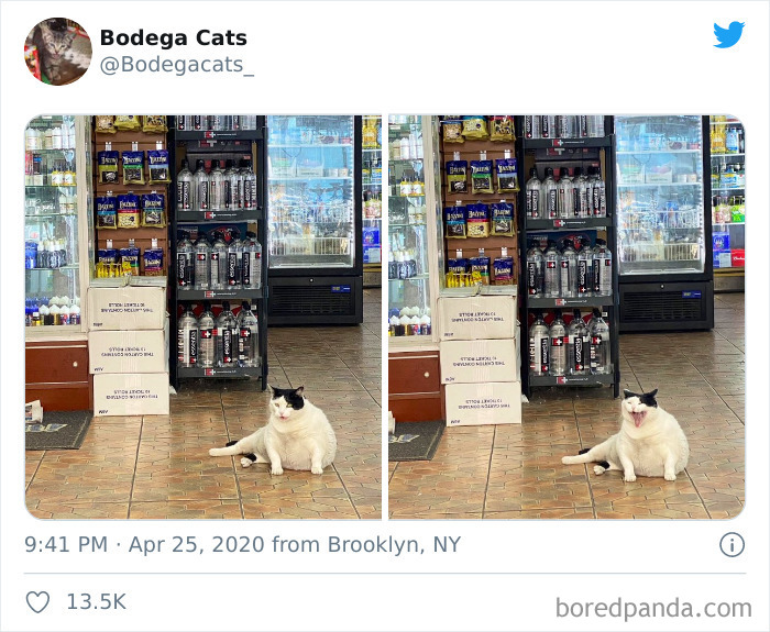 Bodega Cats