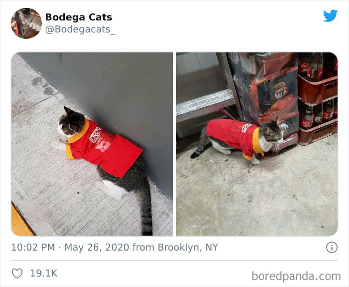 Bodega Cats