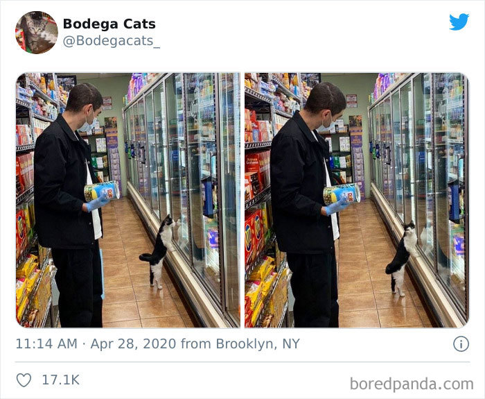 Bodega Cats