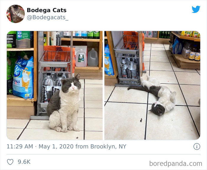 Bodega Cats