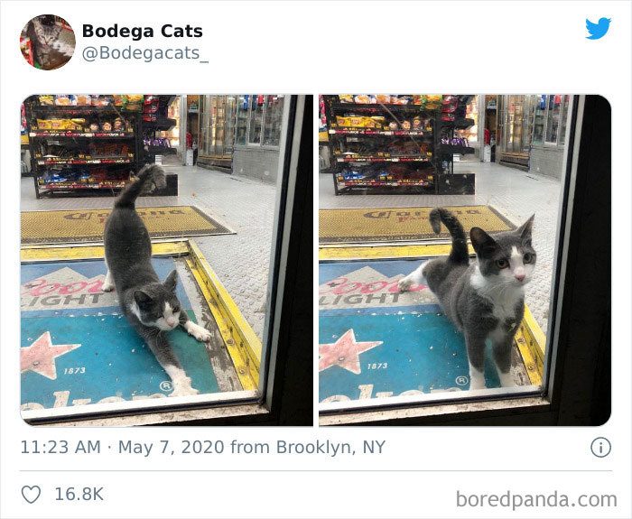 Bodega Cats