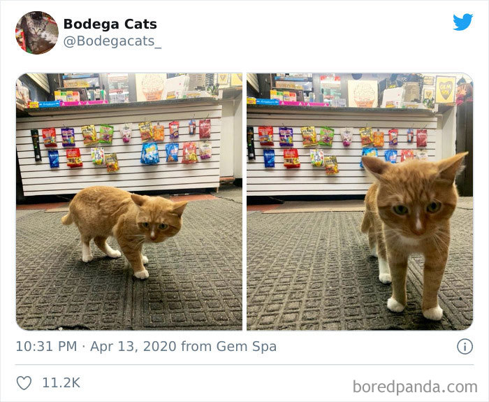 Bodega Cats