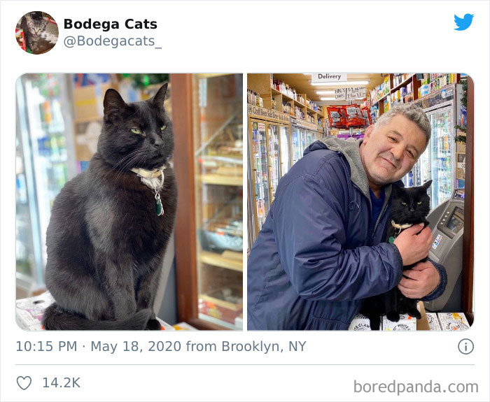 Bodega Cats